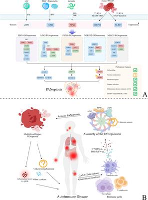 PANoptosis in autoimmune diseases interplay between apoptosis, necrosis, and pyroptosis